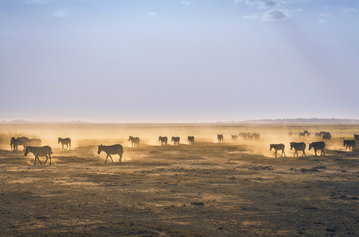 Dust rises from the hooves of the zebra dotting the arid plains of Amboseli National Park, Kenya