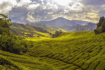 Glorious green tea plantations rolling through the hills on the Cameron Highlands Malaysia with a storm in the distance.
