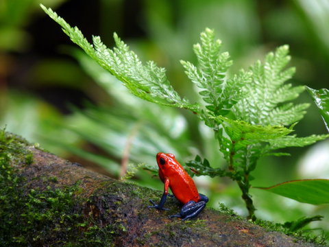 Santa Elena Cloud Forest Reserve