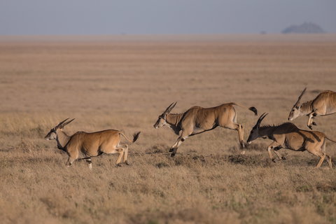 Western Serengeti