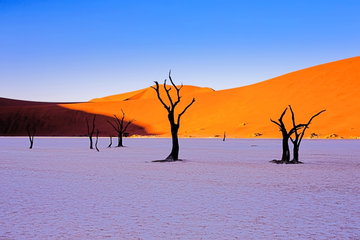 Vast golden sands dotted with bare trees stand out in the clear blue sky in Namibia, Africa.