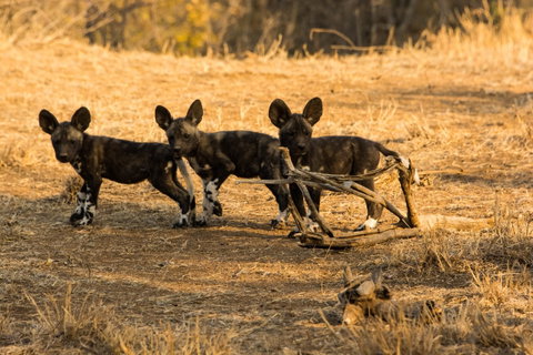 Klaserie Private Game Reserve