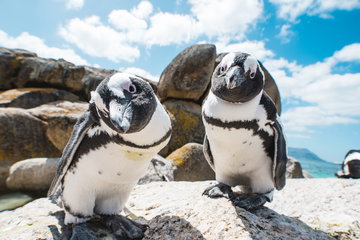 Private Cape Point & Peninsula Tour