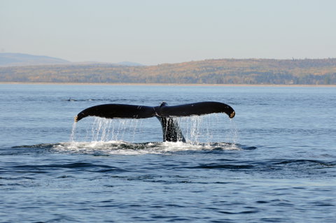 Gaspe Whale Watch Cruise