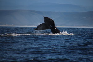 Plettenberg Bay Whale Watching Tour
