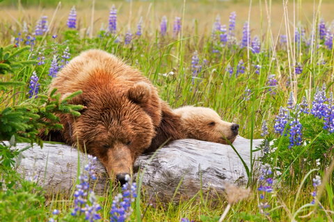 Wilderness Experiences holidays