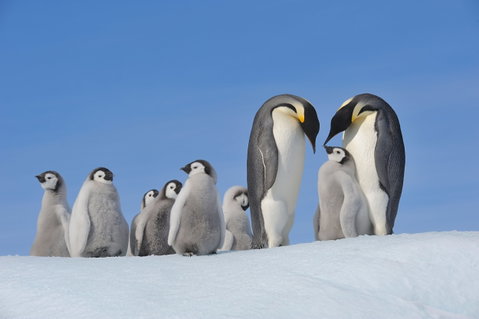 Antarctic Peninsula with Iguassu Falls