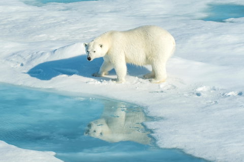 The Arctic