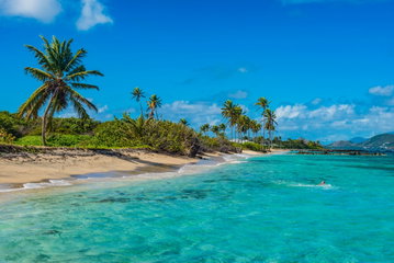 Tilted palm trees hang over the crystal clear water on a Caribbean beach in St Kitts and Nevis.
