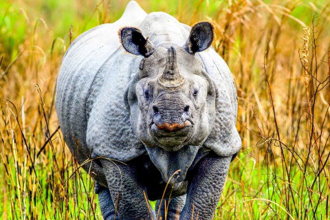 Kaziranga National Park
