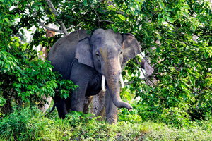 Kaziranga National Park