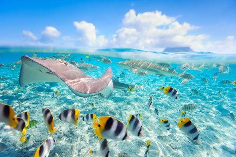 Tinsel Town to Bora Bora