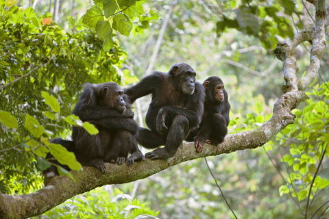 Gorillas & Chimps of Rwanda in Style