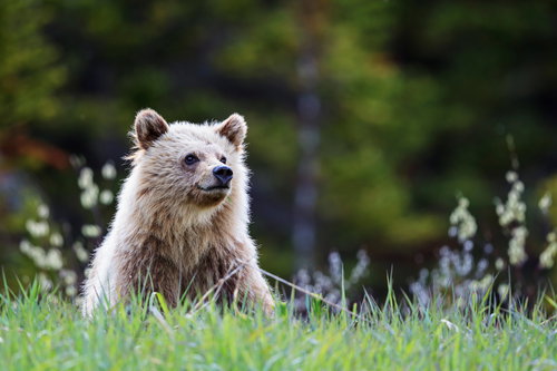 Grizzly bear in Canada