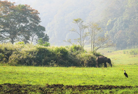 Hiking through the Periyar Wildlife Sanctuary