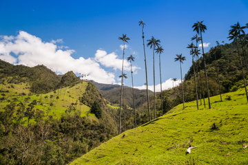Iconic Quindío wax palm trees stand tall against blue sky, amongst the verdant hills and rainforest of Cocora Valley, Quindío, Colombia