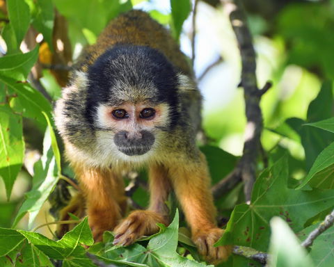 Amazon Wildlife holidays