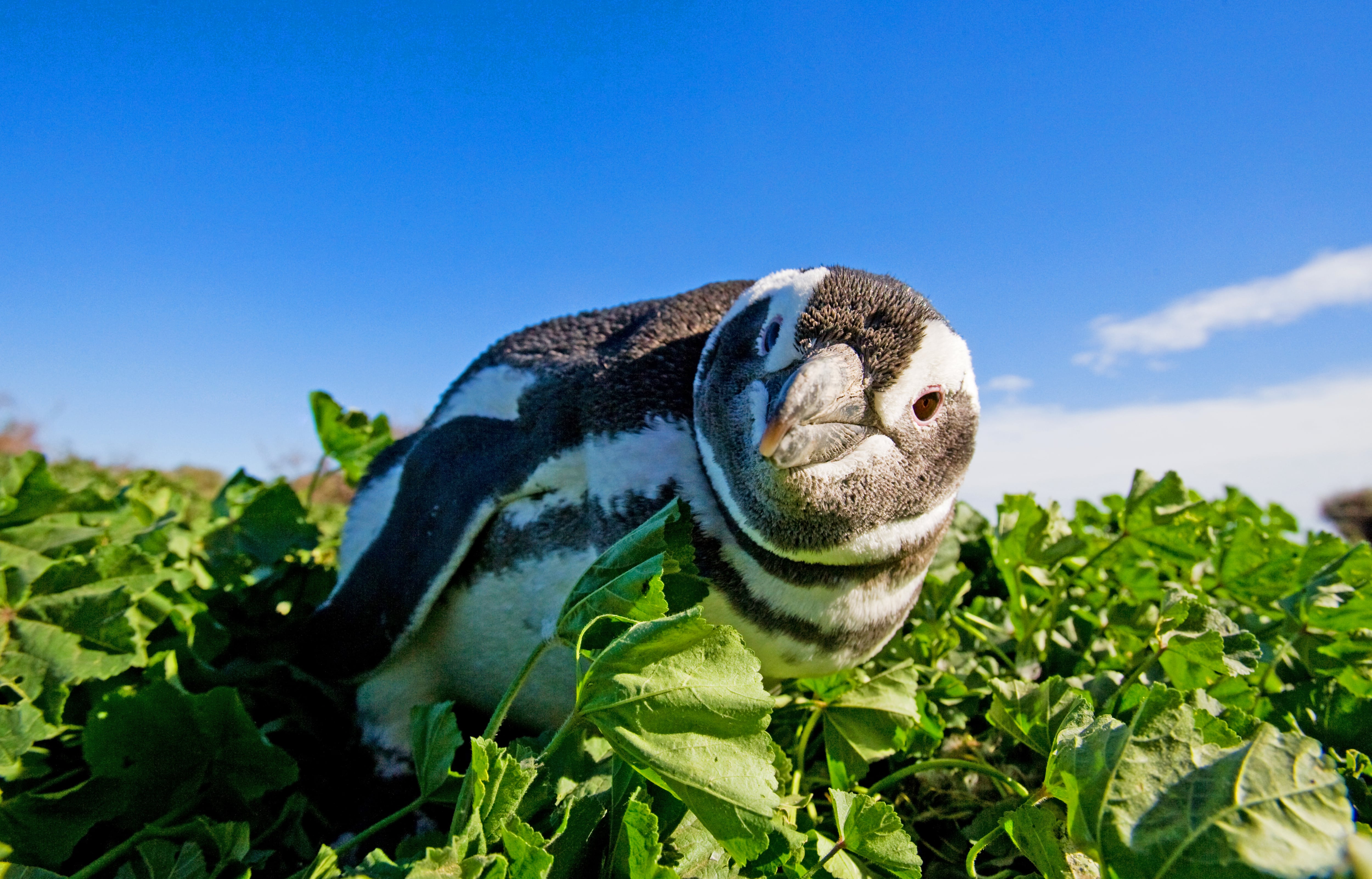 Magellanic Penguin, South America