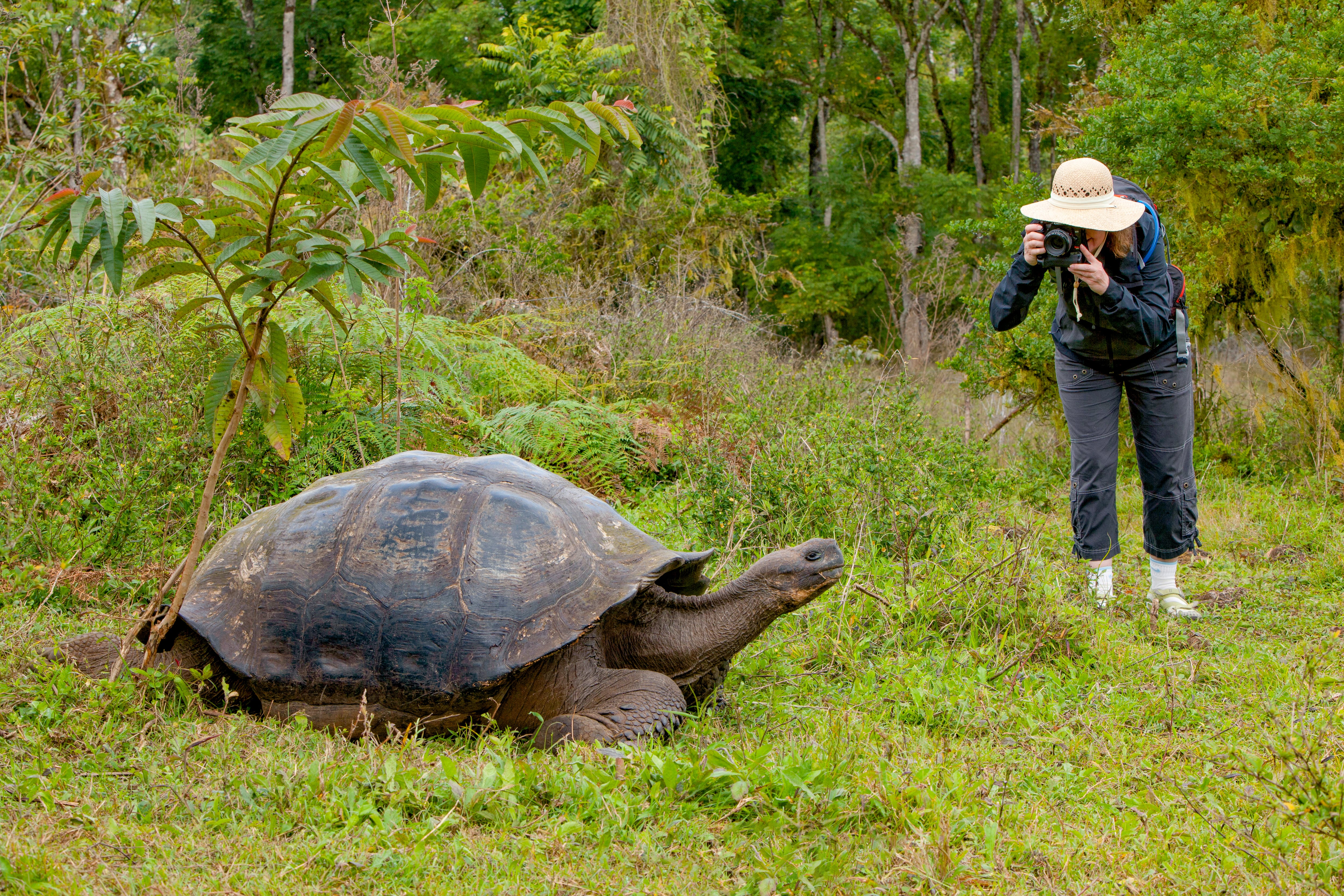 Giant Tortoise, Galapagos Islands, Ecuador
