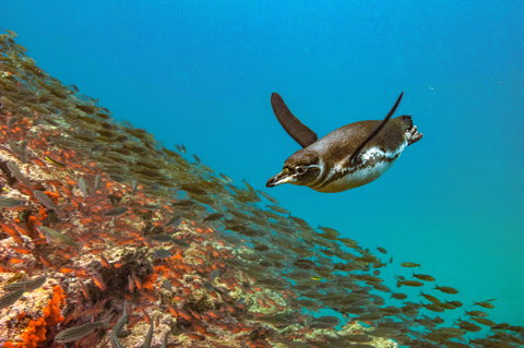 Galapagos - Celebrity Cruises