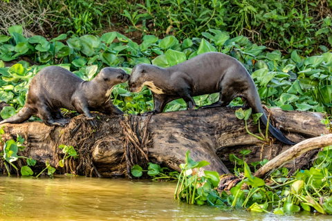Wild Brazil