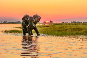 Linyanti Wilderness, Okavango Delta & Victoria Falls