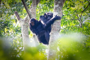Rwanda