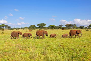 East Africa Explorer (Small Group)