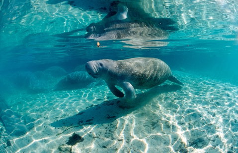 Wild Florida