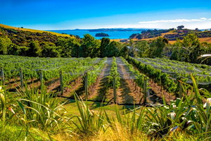Taste of Waiheke