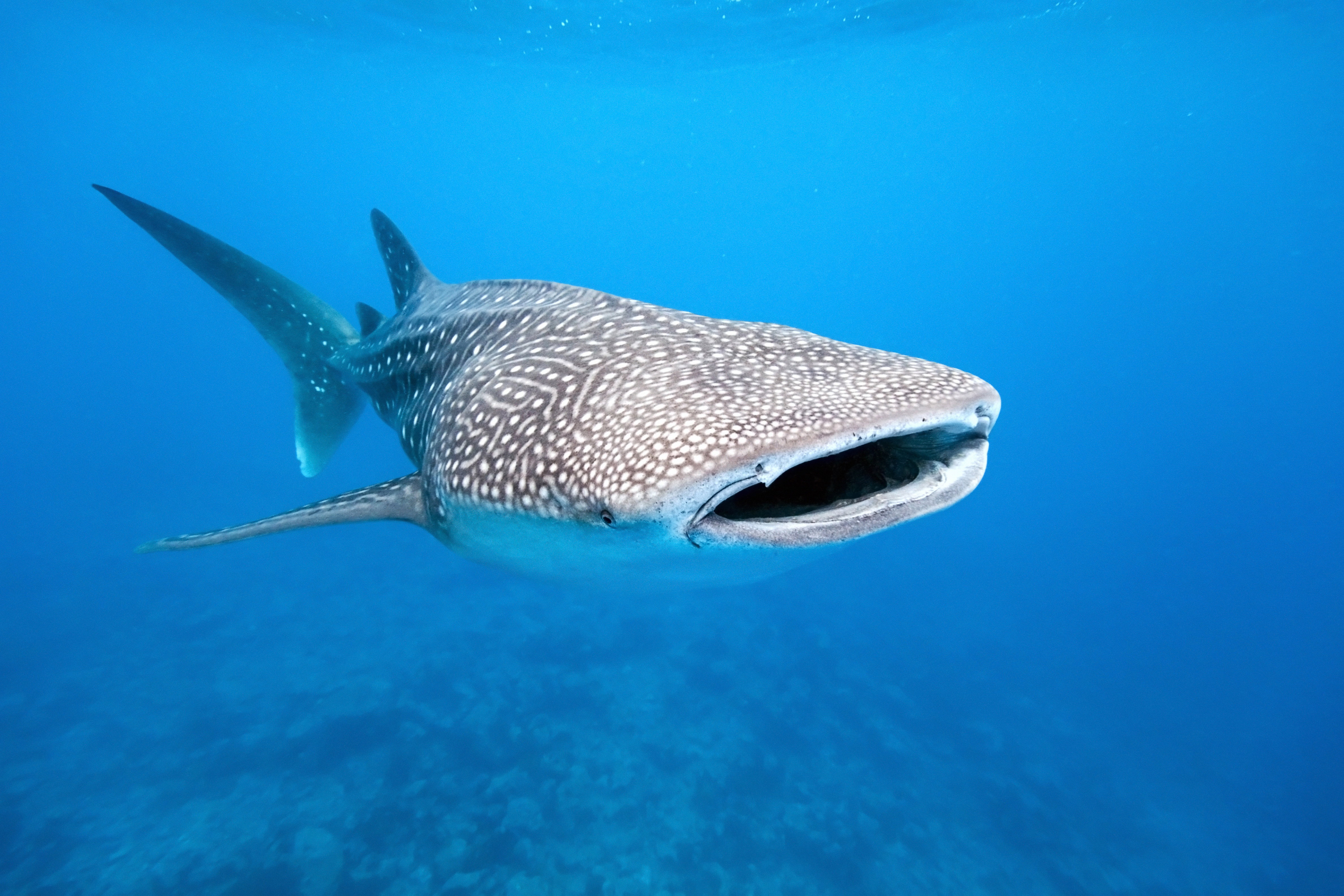A whale shark in the Philippines