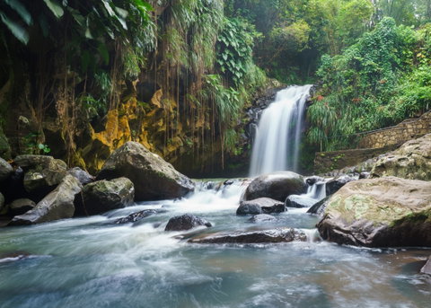 Grand Etang Forest Reserve