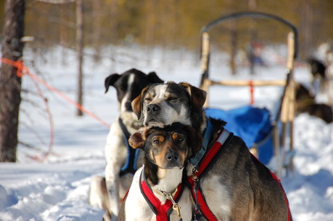 Northern Lights & Winter Delights