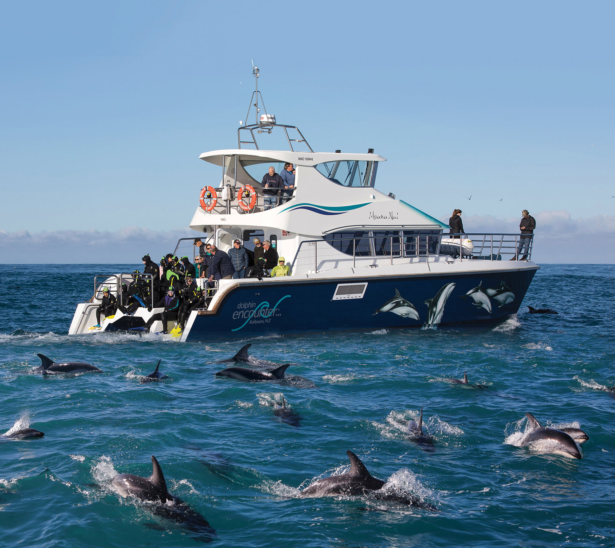 Visitors on a boat overlooking a pod of playful dolphins near the coast, on Kaikoura Swim with Dolphins, New Zealand.