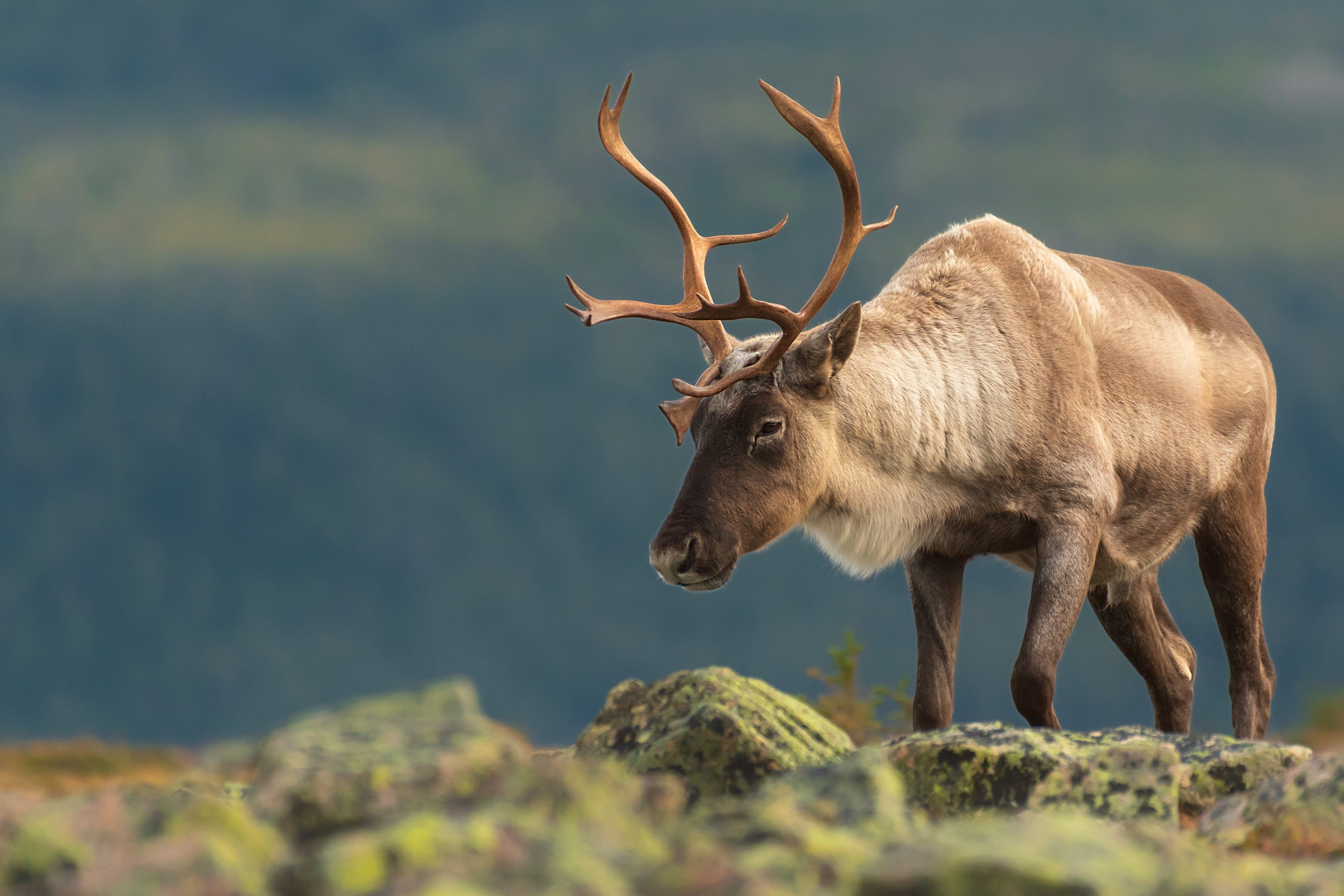 A caribou in Canada