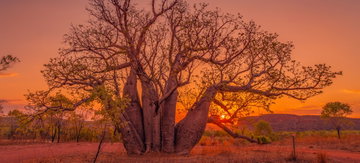 A huge boab tree sits in the red sandy outback against a burning red sky at sun set, The Kimberley, Australia