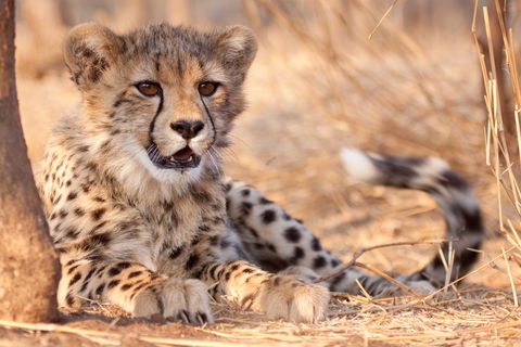 Safari & Beach holidays