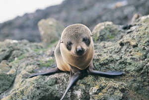 Otago Peninsula Wildlife Tour