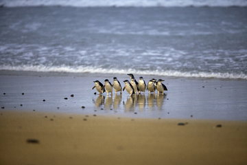 Phillip Island Penguins Plus
