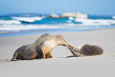 Seal Bay