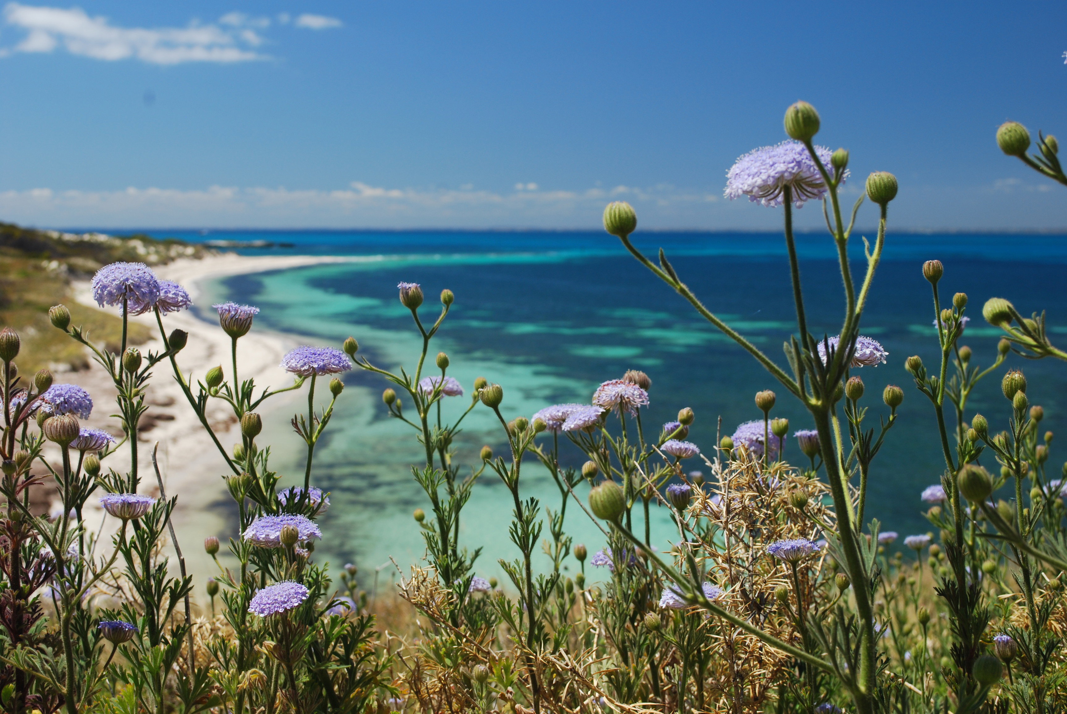 Wildflowers in Rottnest, Western Australia