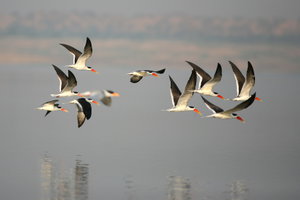 Chambal