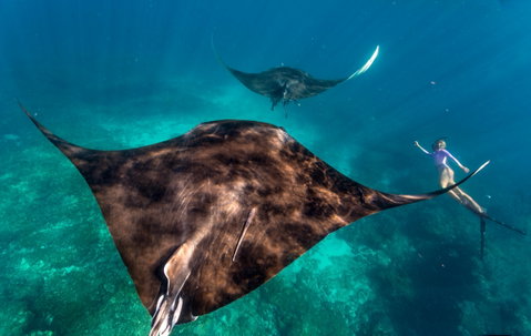 Manta Ray Swim