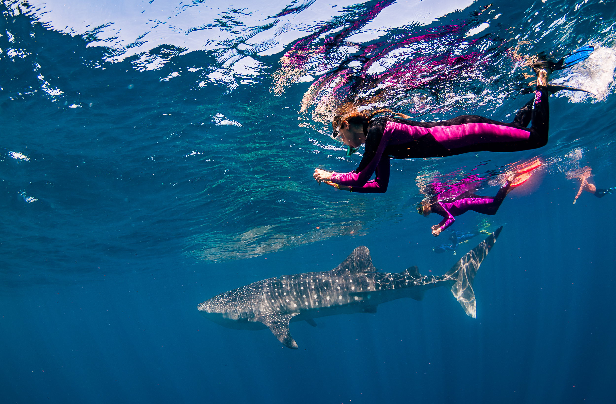 Snorkelers swimming with a beautiful shark in turquoise waters, on Swim with Whale Sharks, Exmouth, Australia.