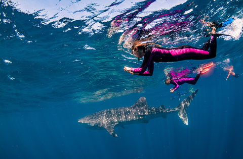 Swim with Whale Sharks