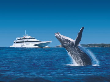 Tangalooma Dolphin Adventure with Whale Watching
