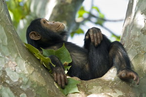 Kibale National Park