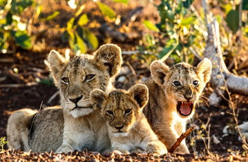 Close up of a lion and two cubs, one roaring and one docile, relaxing in the shade of the bush in Kruger National Park, South Africa