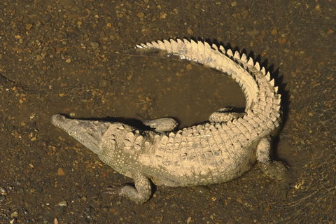 Carara National Park