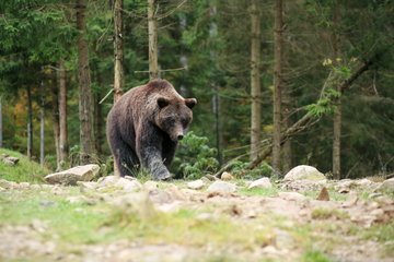 A huge brown bear ambling through the stones and grass of a forest, in Carpathian Mountains, Romania